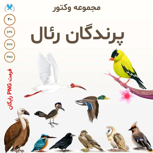 مجموعه وکتور پرندگان رئال: 40 طرح با کیفیت بالا (SVG & EPS)